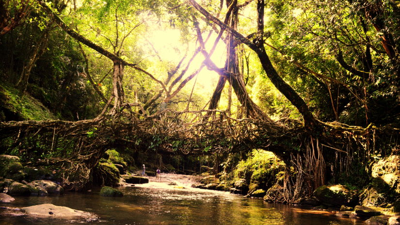 a root bridge with water flowing under it