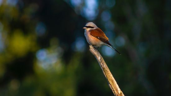 little brown bird sitting on tree branch