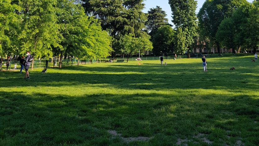 a lush green garden with trees