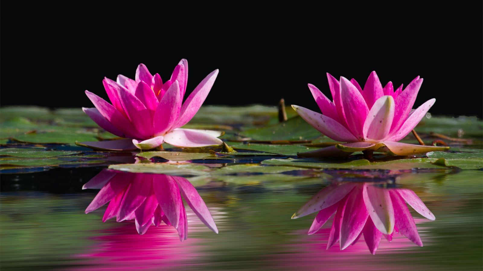 two pink water lilies