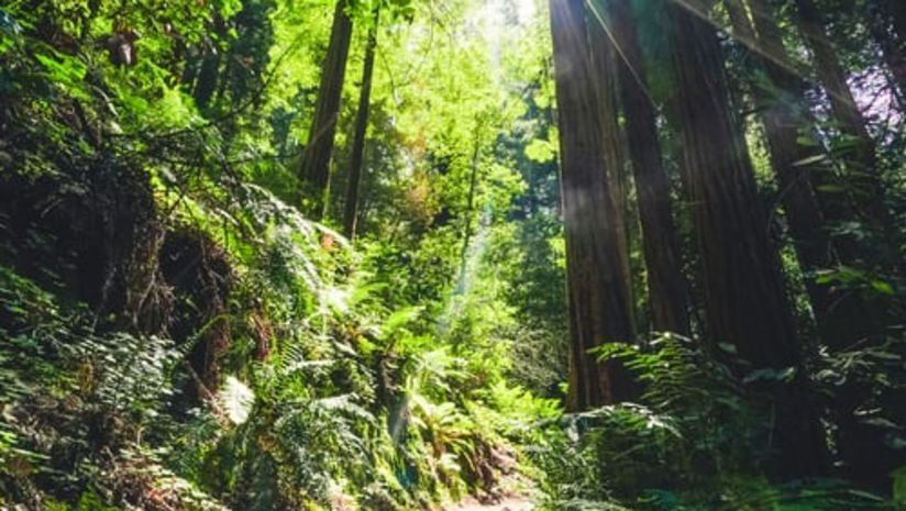 sunlight shining through a forest canopy