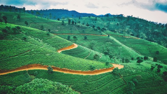 lush green mountain top