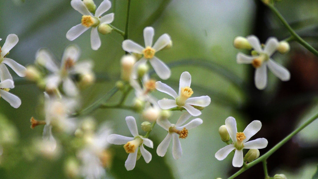 Neem Flowers