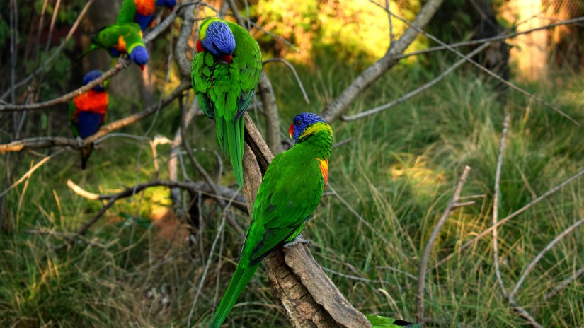 a flock of parrots in a forest