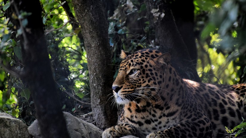 Leopard sitting on a boulder 