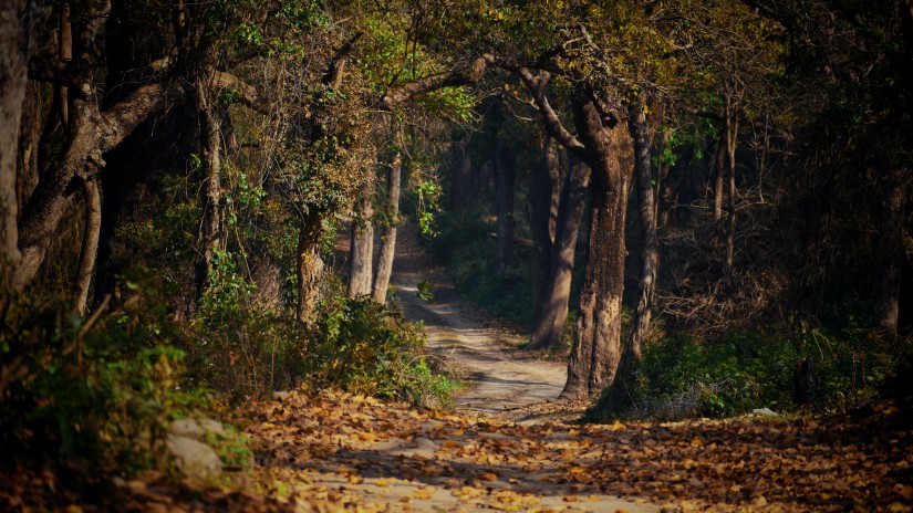 path next to trees