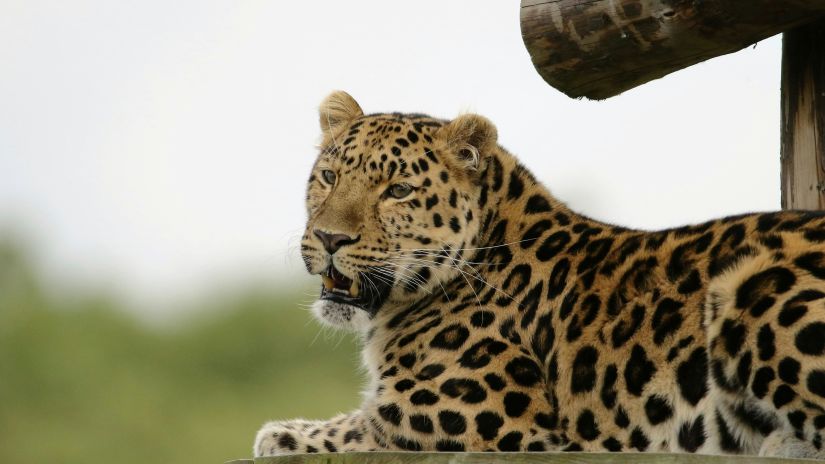 image of a leapard sitting and observing its surroundings 