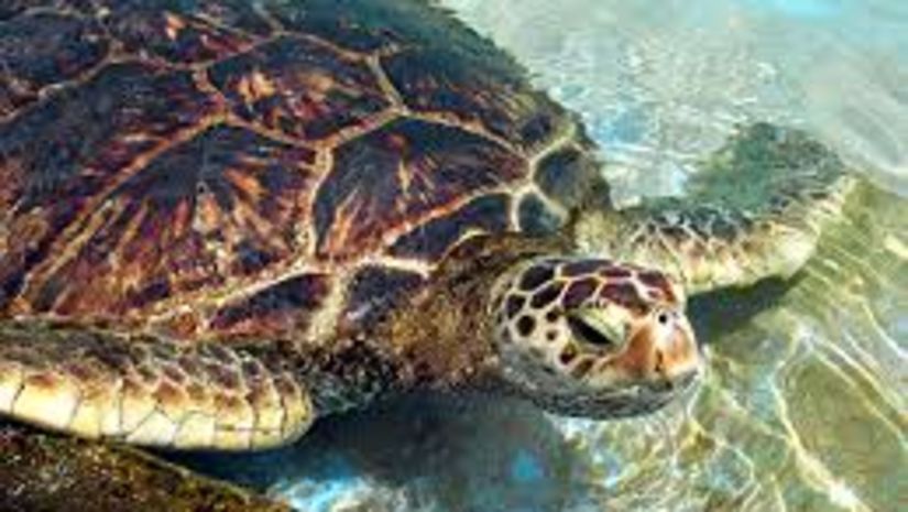 Balukhand Konark Wildlife Sanctuary a picture of turtle in water