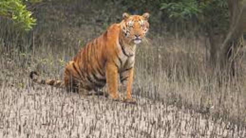 Sundarban