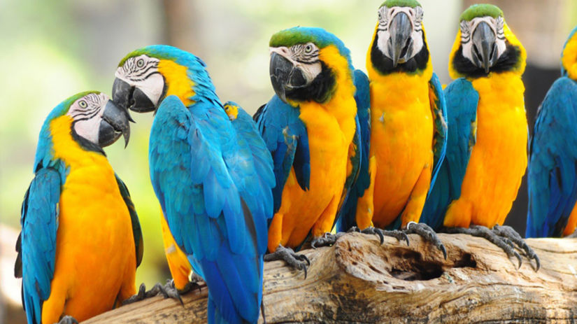 many parrots sitting on a tree