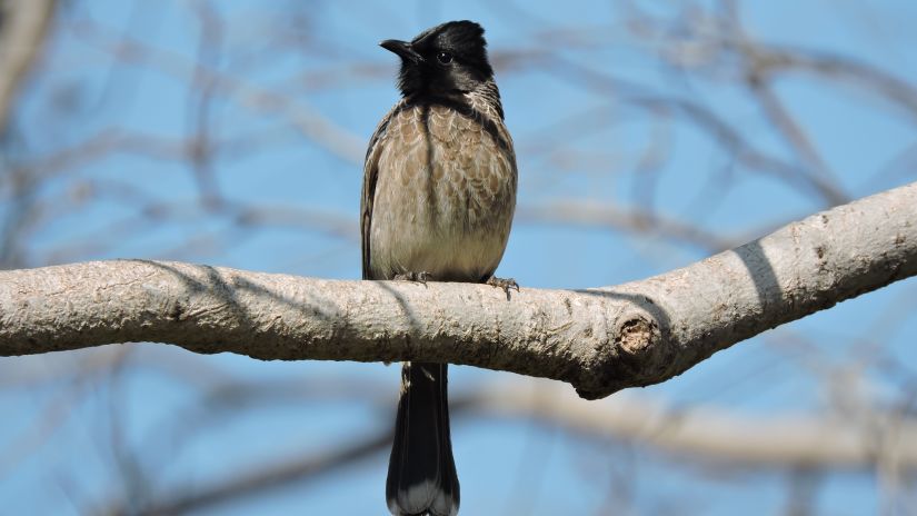 a bird perched on a branch