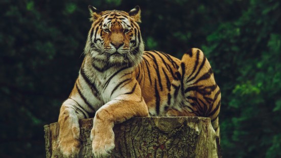 Tiger sitting on a tree stump peacefully in forest