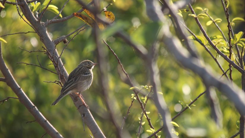 image of a bird sitting on tree branch