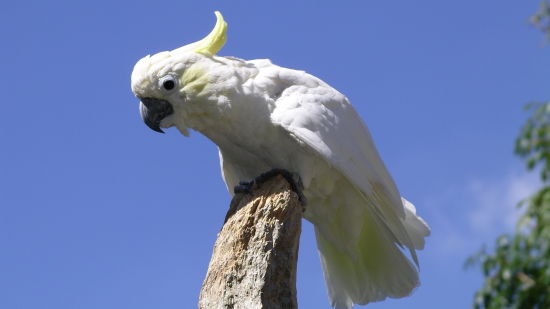 SULPHUR COCKATOO