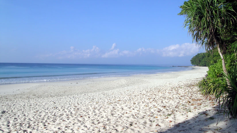 trees on a beach 87326