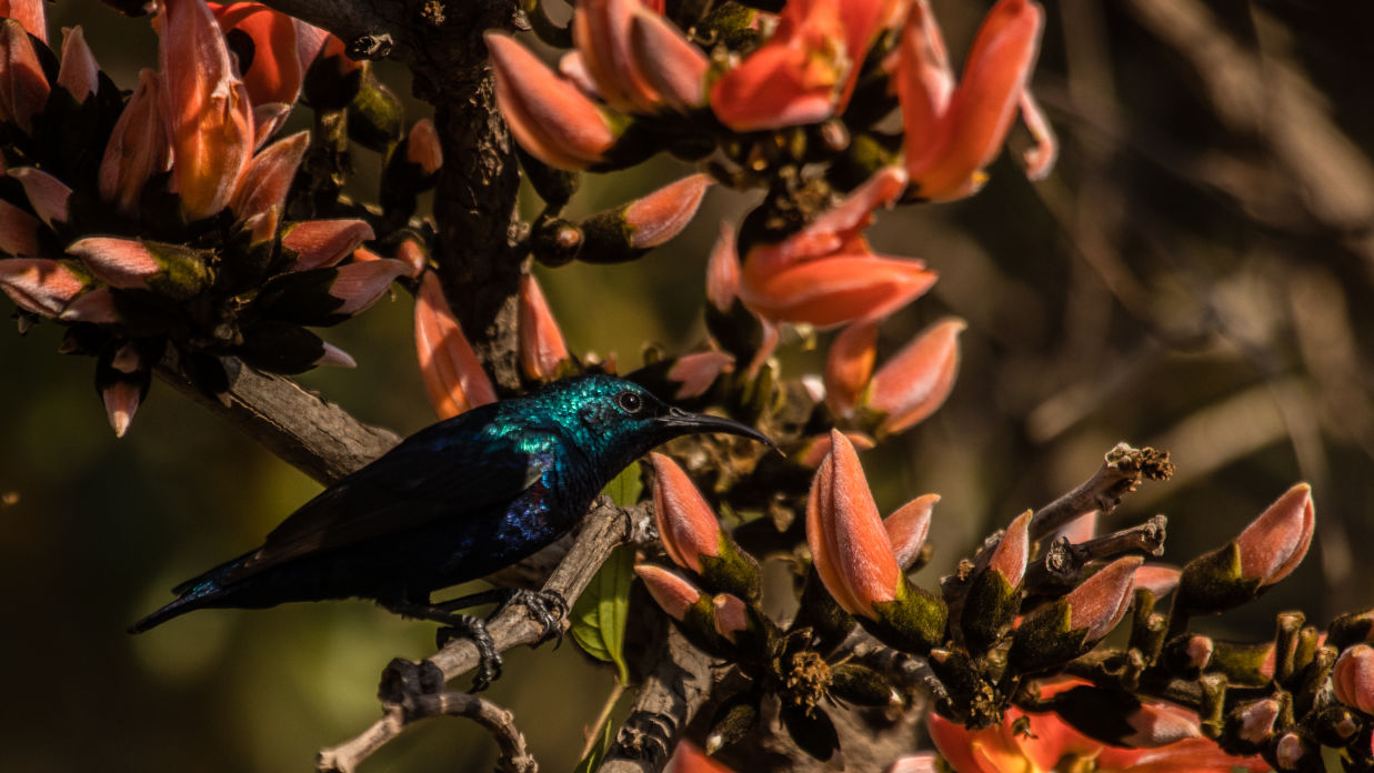 A Purple sunbird - male