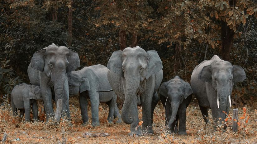 A group of Elephant walking towards the forest - at Gir 