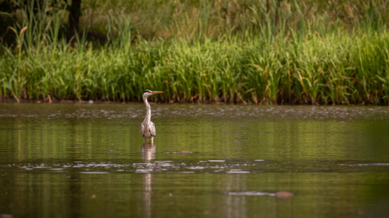 Grey heron perched in a green meadow, surrounded by nature and its habitat captured during the day