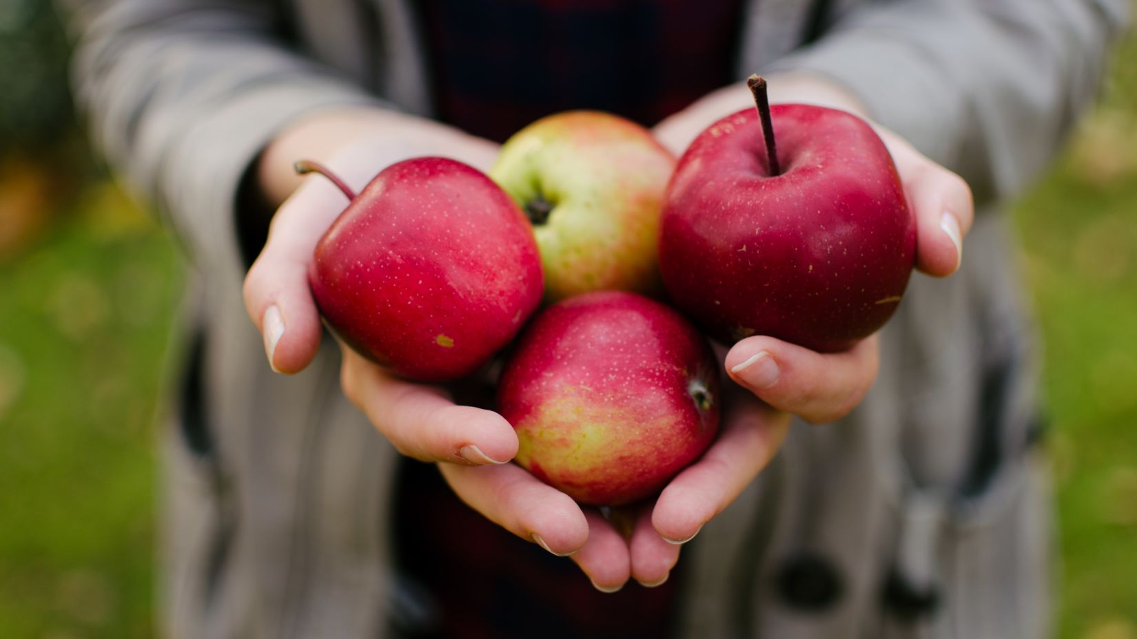 A girl holding 4 apples