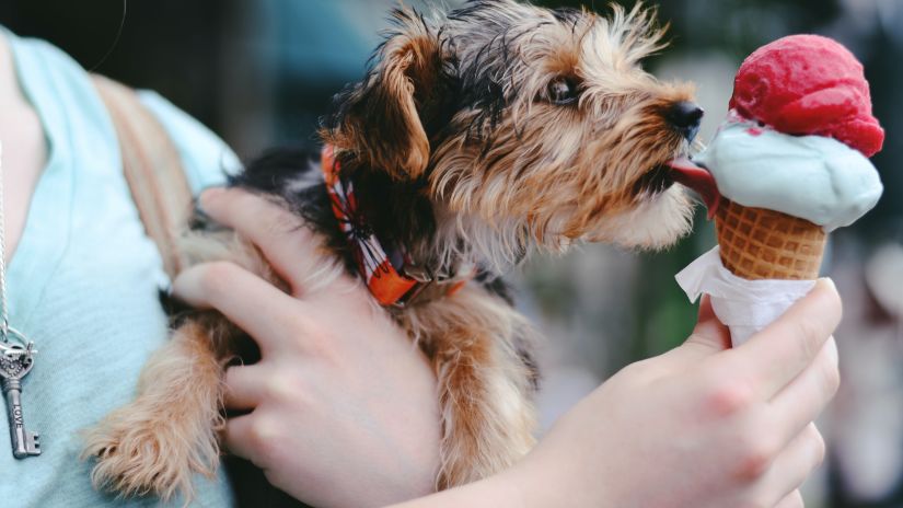 a dog licking an ice cream 