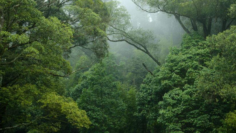 A view of a rainforest with mist covering