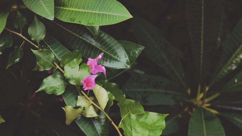 a close up shot of a pink flower blooming from a plant with big leaves above it