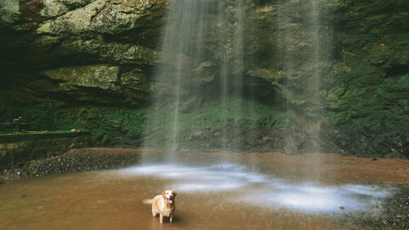 sun shining on a dog standing in a waterbody with water falling next to it