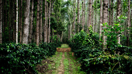 a coffee plantation