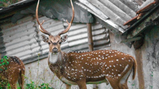 a spotted deer standing in a field