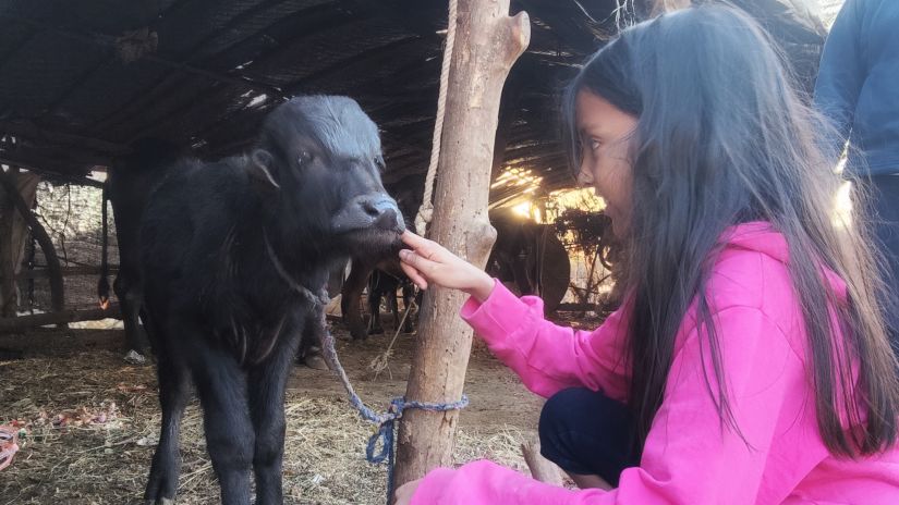 image of a girl feeding a calf