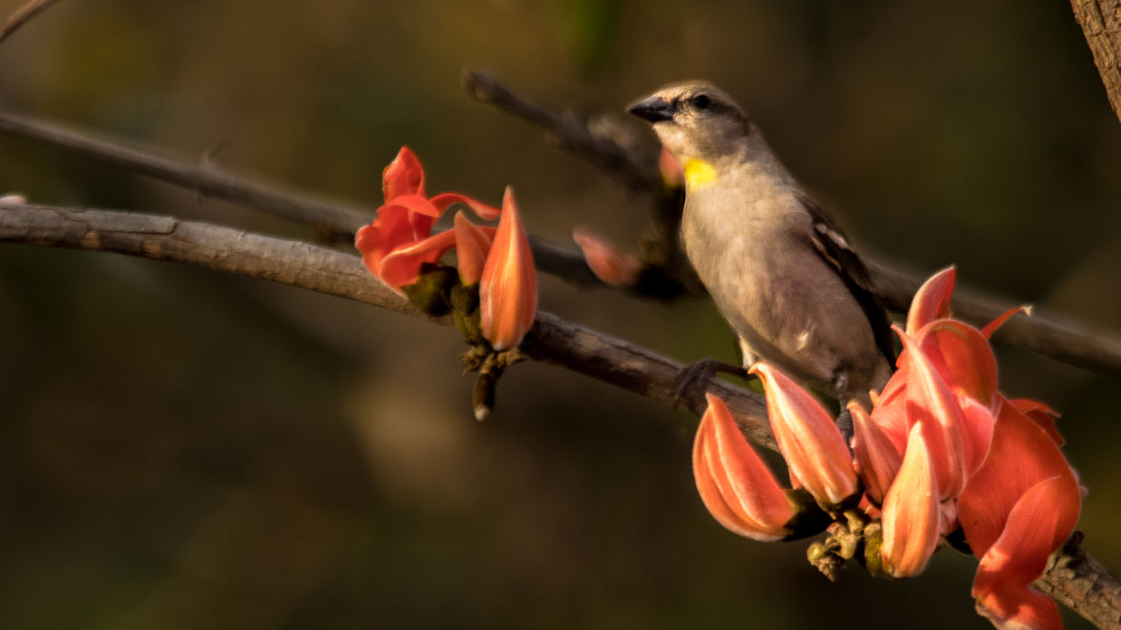 Yellow-throated sparrow