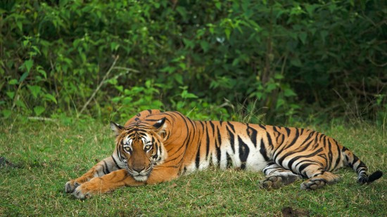 an image of a tiger laying on a carpeted grass