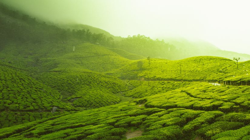 Green grassy fields  @ Lamrin Norwood Green, Palampur