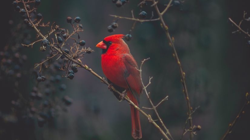 Stunning red humming bird sitting on a branch