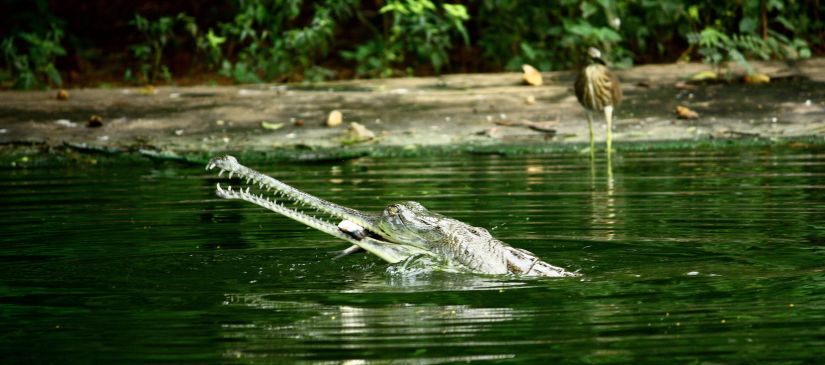 Indira Gandhi Zoological Park Hotel Daspalla Hotel in Visakhapatnam