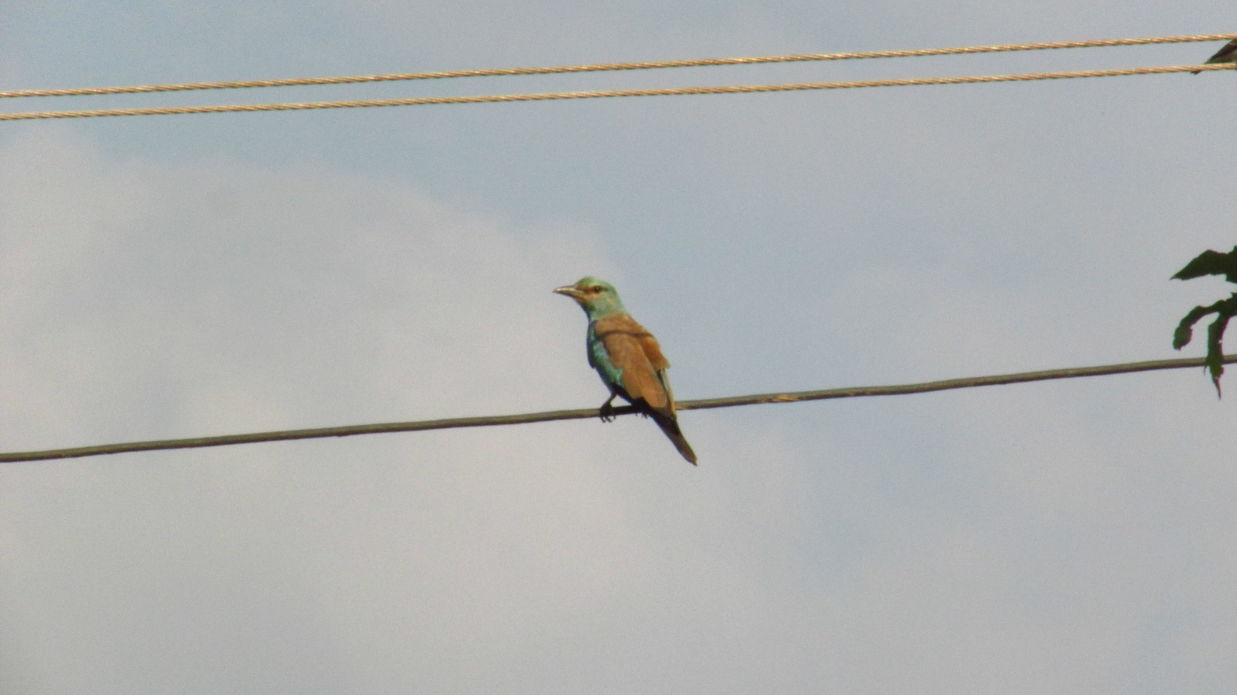 Image of a Eurasian Roller