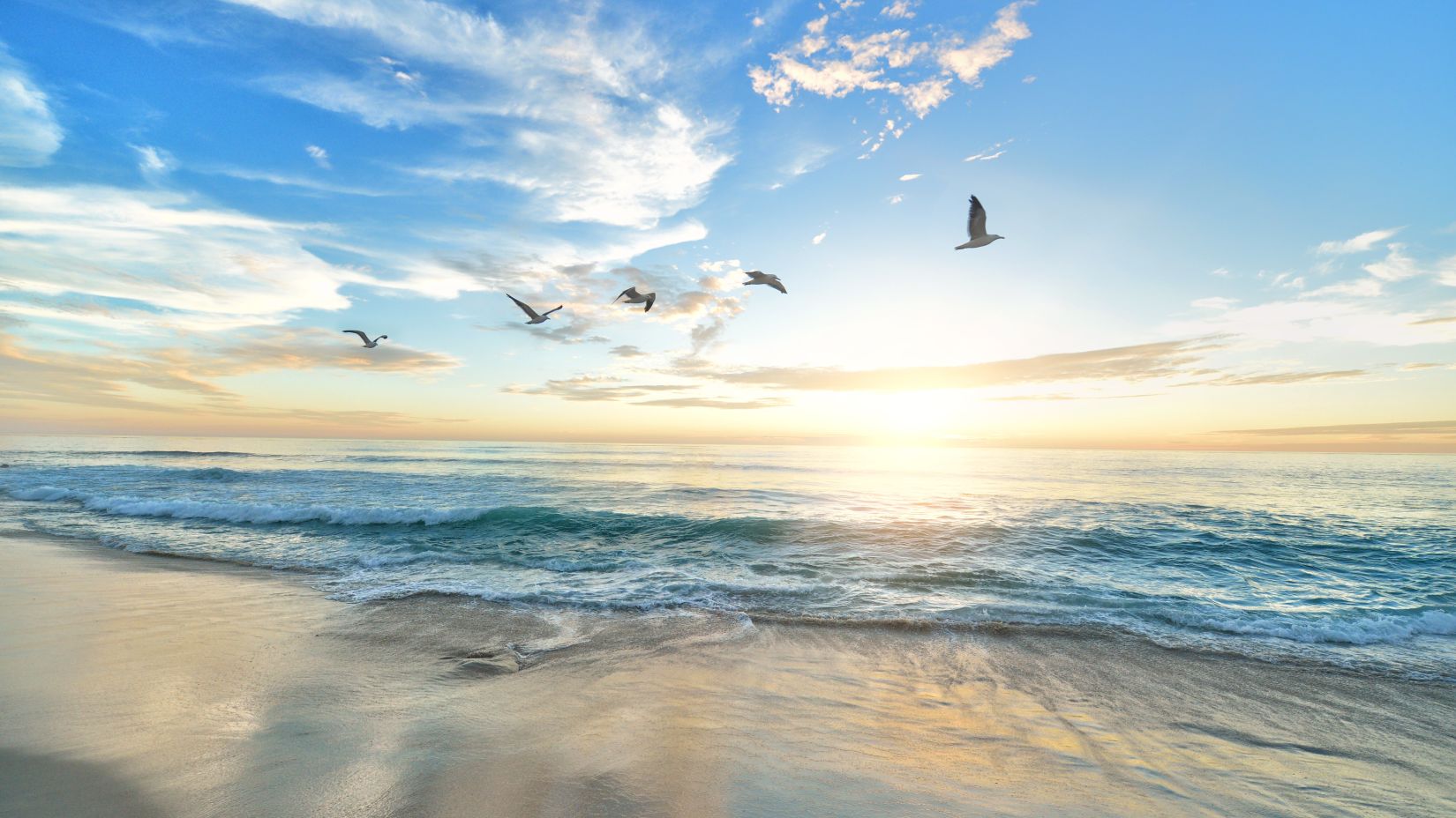 birds flying across a beach