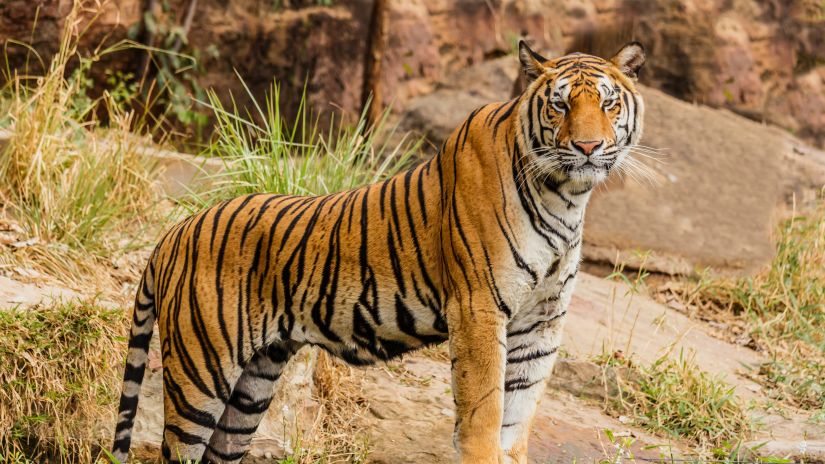 a tiger standing on a rock with rock hills in the background