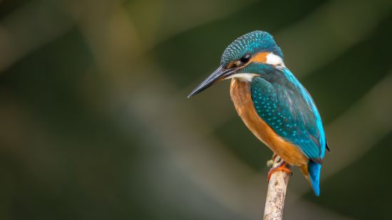 Surajpur Bird Sanctuary