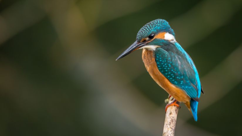 A kingfisher perched on a branch