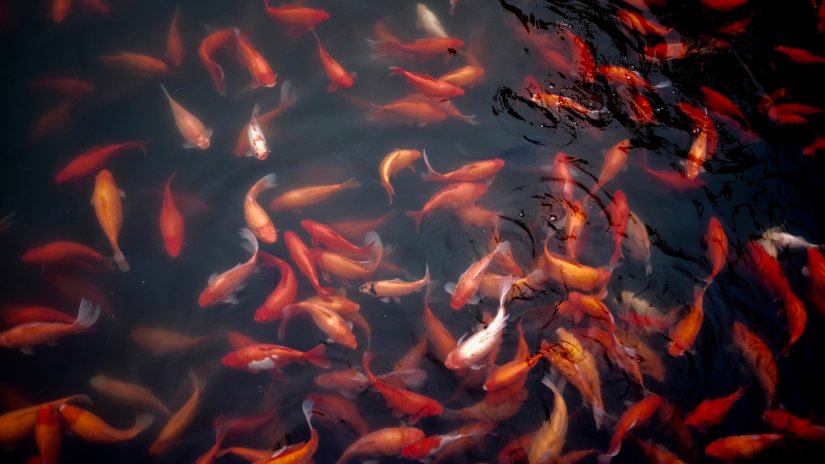 a school of red fish underwater