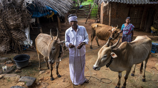 The tribes of Bandipur grazing their cattle 