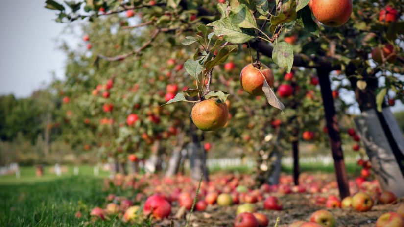 Apples hanging from branches at an apple orchard