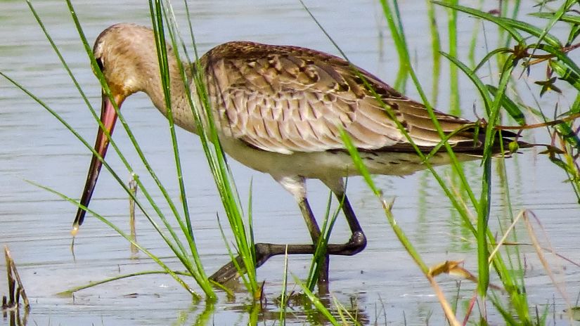 A crane stepping on water