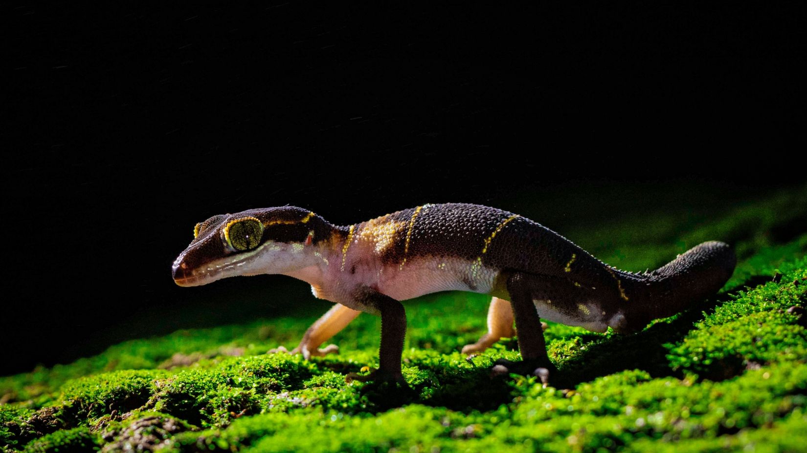 Banded Gecko