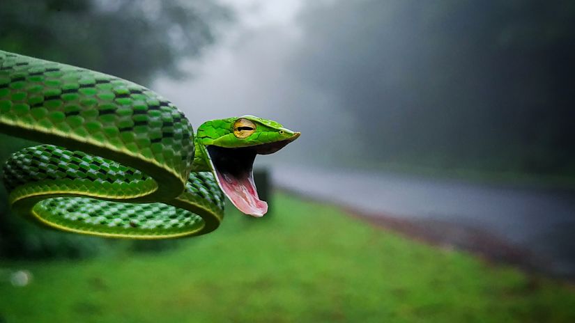 Green Vine Snake