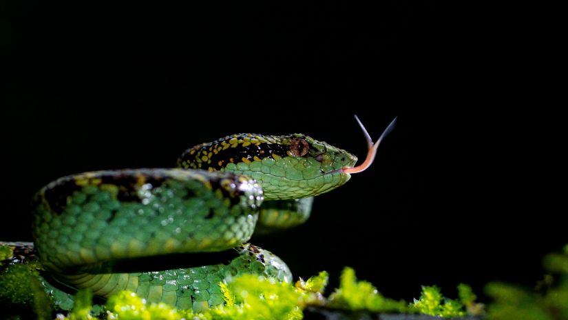 Malabar Pit Viper