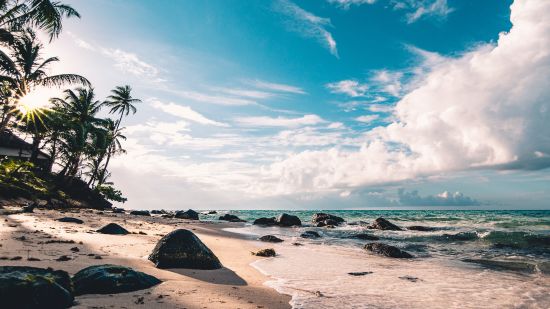 trees and rocks on a beach 2