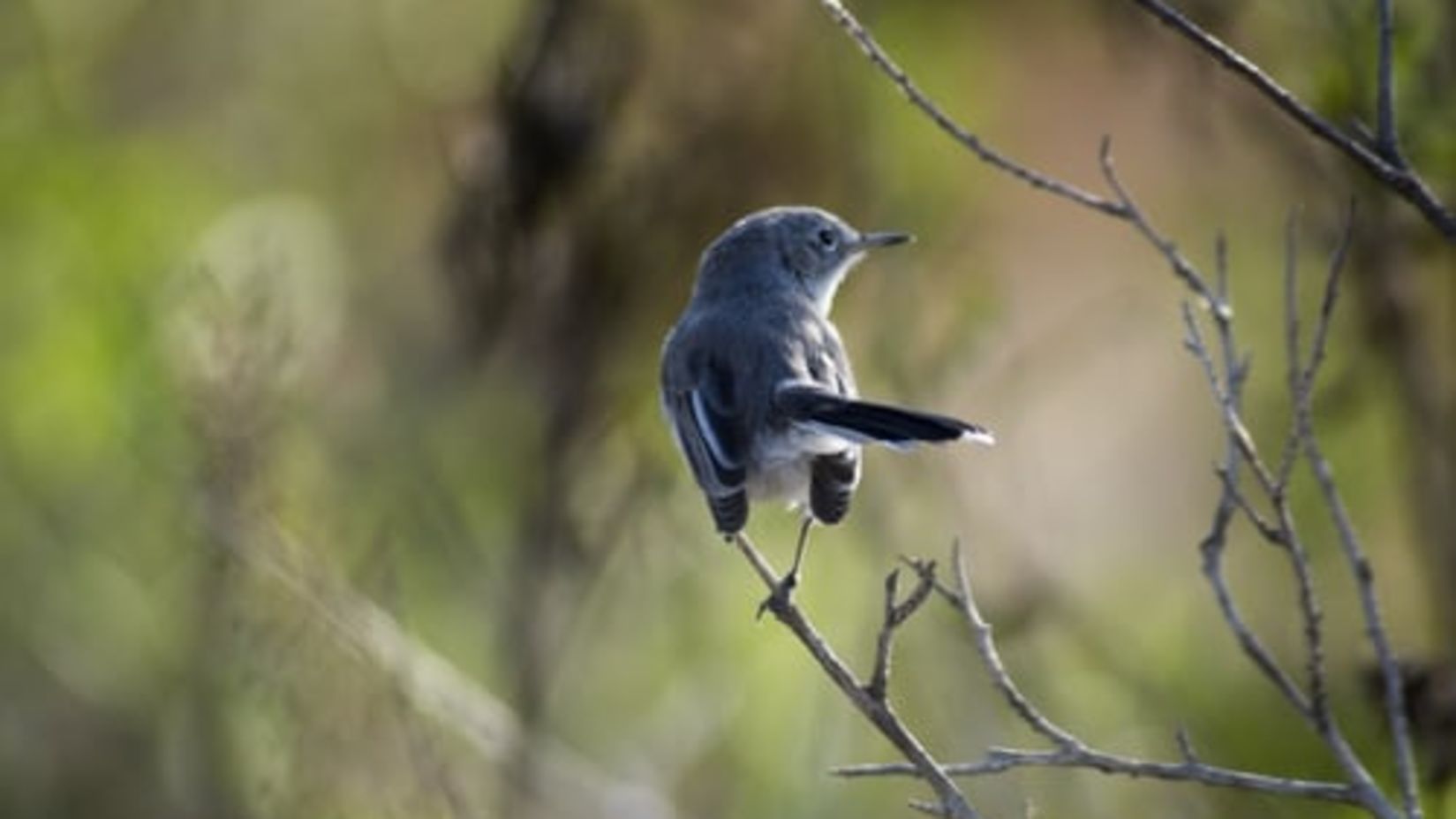 Okhla Bird Sanctuary