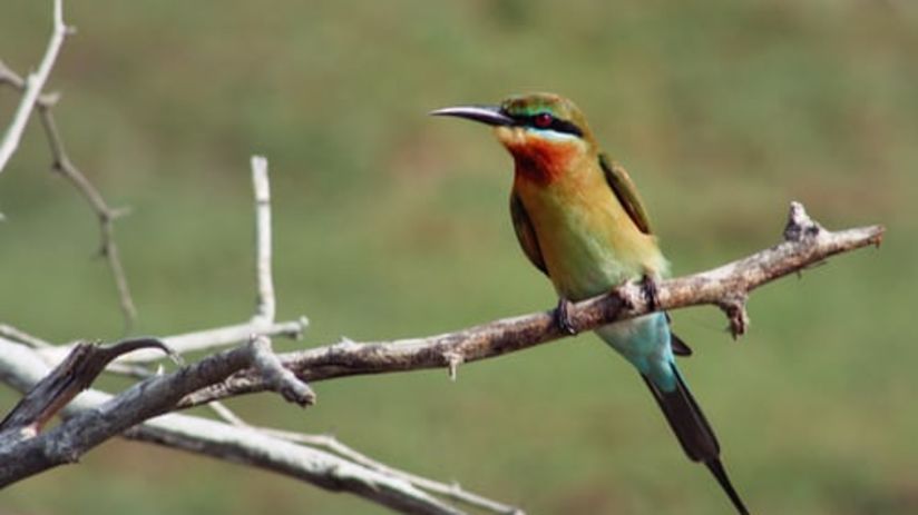 Colourful bird at Sultanpur Bird Sanctuary